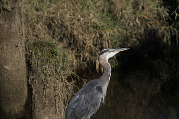 A close up of a great blue heron