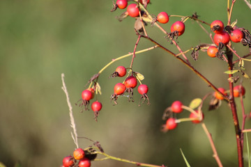 Fototapeta premium Rose hip berries on a bare branch