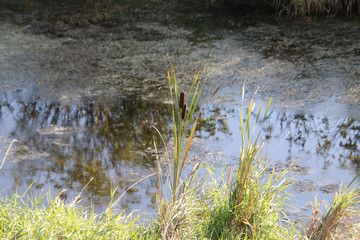 A single bulrush plant with two heads