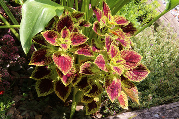 A plant with purple and green leaves