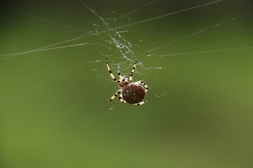 A closeup of a  large orb weaver spider spinning a web