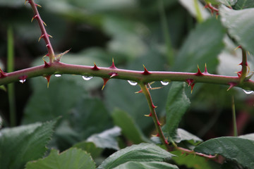 A picture of a raspberry vine with white tipped red thorns