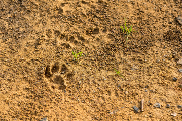 Dog footprint on soil background.Closeup of canine footprint on ground in the morning.Dog paw on earth.Animal paw on soil .