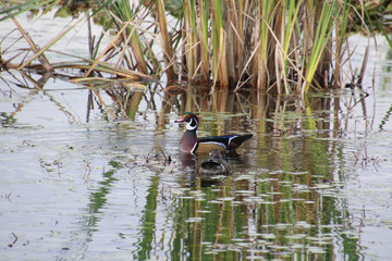 A male and female pair of wood ducks