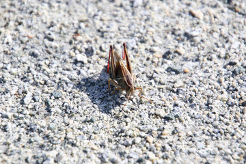 A grass hopper sitting on a fine gravel path