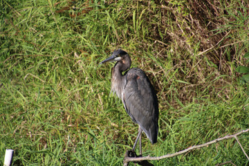 A great blue heron standing on a dead tree