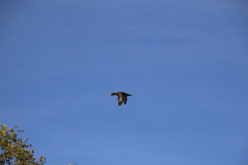 A wood duck flying through the air