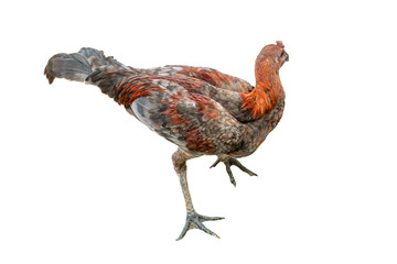 A single hen on isolated white backgrounds