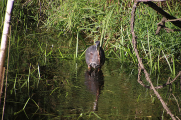 A great blue heron wading through the water