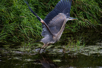 A great blue heron with dark plumage starting to fly away