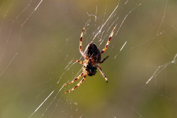 A garden spider sitting in the middle of its web
