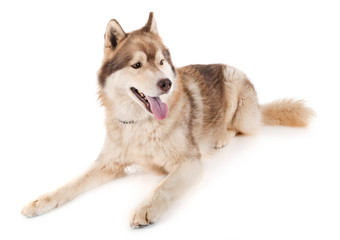 siberian husky in studio