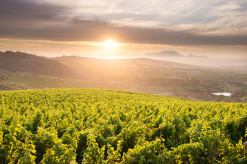 Stellenbosch vineyards at sunset on a hill with a view over Table Mountain, Cape Town, South Africa