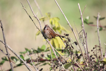 A song sparrow perched on a branch