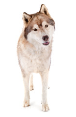 siberian husky in studio