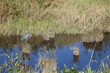 A great blue heron standing on a piling