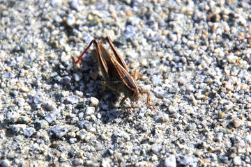 A closeup of a grasshopper