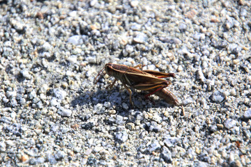 A closeup of a grasshopper