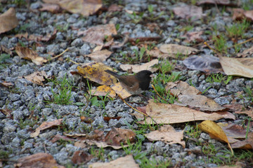A dark eyed junco