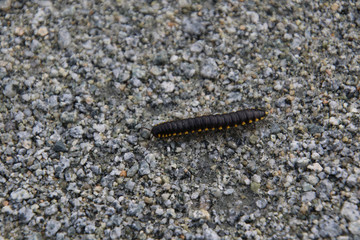 A black and yellow millipede