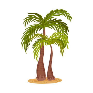 Two palm trees. Vector illustration on a white background.