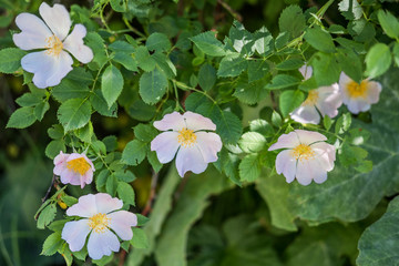 Fleur et nature de montagne en été