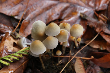 A closeup of some mushrooms
