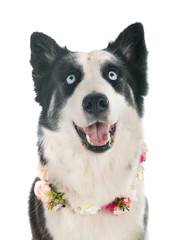 Yakutian Laika in studio