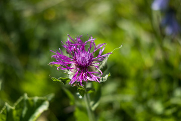 Fleur et nature de montagne en été