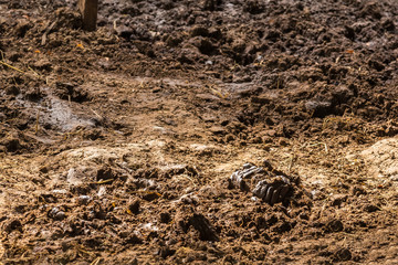Dry cow dung can be used to make fertilizer.