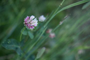 Fleurs et nature de montagne en été