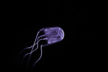 Box Jellyfish swimming in the deep ocean water.