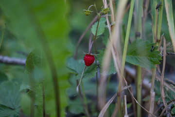 Fleurs et nature de montagne en été