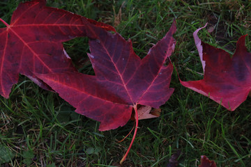 A closeup of some red maple leaves