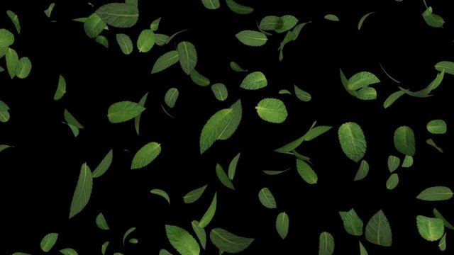 3D animation of a mint leaves flow with alpha layer