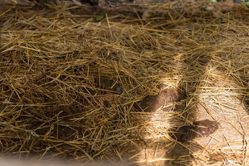 Dry cow dung can be used to make fertilizer.