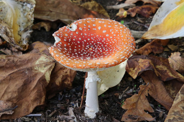 A closeup of a red mushroom