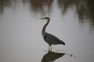 A great blue heron standing in shallow water
