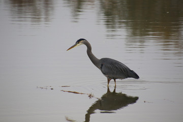 A great blue heron standing in shallow water