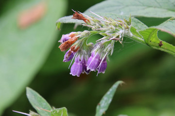 A plant with purple bell like flowers