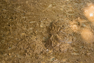 Dry cow dung can be used to make fertilizer.