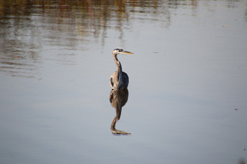 A great blue heron standing in the shallow water