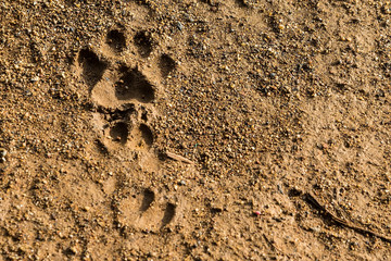 Dog footprint on soil background.Closeup of canine footprint on ground in the morning.Dog paw on earth.Animal paw on soil .