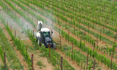Tractor with agricultural sprayer machine sprinkls chemical pesticides  on the vineyards. Aerial view	