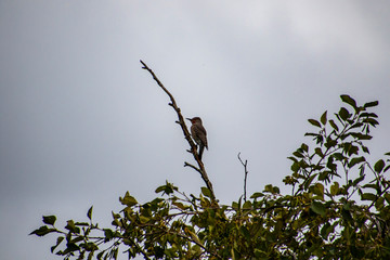 A northern flicker perched on a clear branch