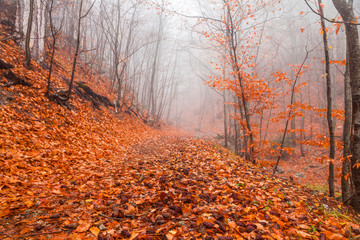 Fototapeta premium Misty autumn forest in the mountains. Beautiful mystical landscape.