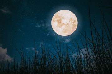 Beautiful autumn fantasy - wild grass in fall season and full moon with star. Retro style with vintage color tone. Halloween and Thanksgiving in night skies background concept. © jakkapan