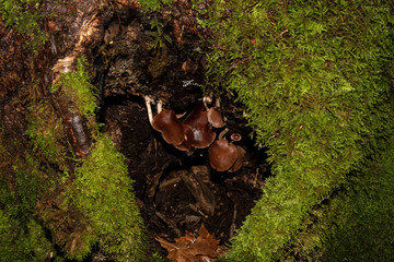 Mushrooms sitting in a cavity of a tree