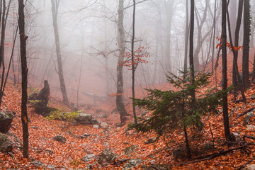 Misty autumn forest in the mountains. Beautiful mystical landscape.