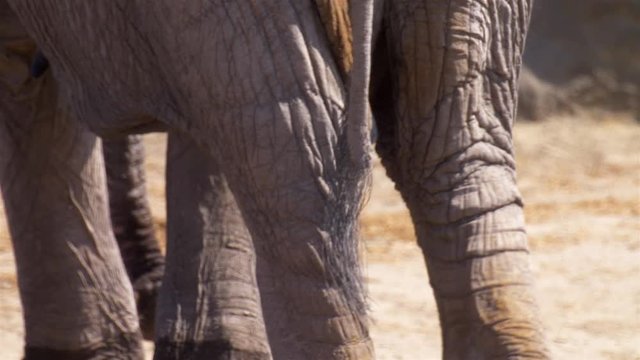 African elephant Tail Close up, Hwange National Park Zimbabwe